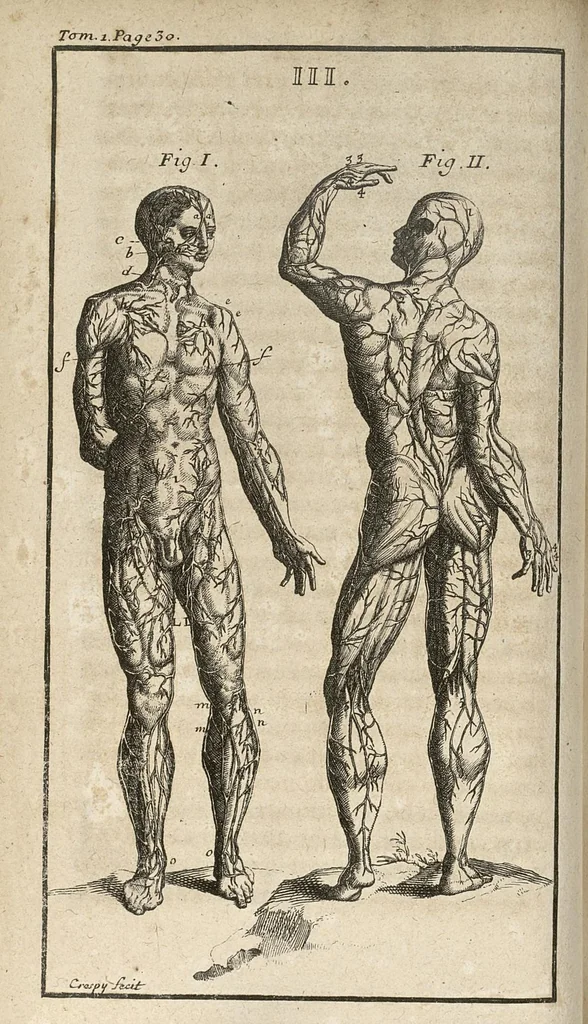 An illustration from Le Tresor de la medecine contenant l'Anatomie ou division des parties du corps humain, les maladies ausquelles elles sont sujettes, le regime de vivre...tome premier, 1697, leaf 75