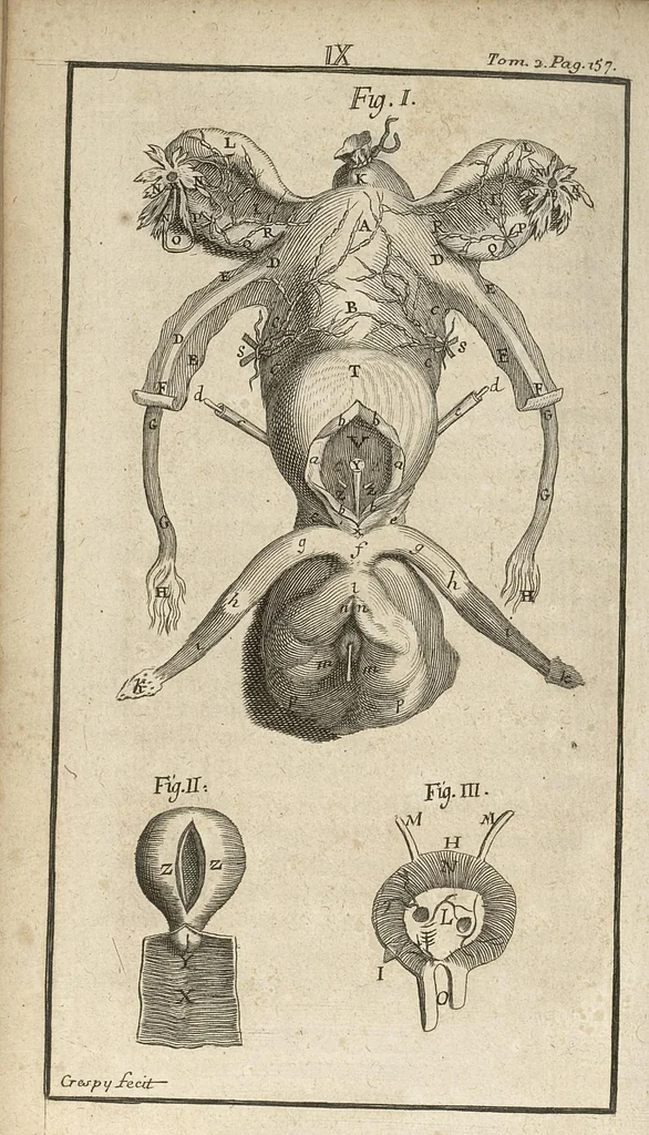 An illustration from Le Tresor de la medecine contenant l'Anatomie ou division des parties du corps humain, les maladies ausquelles elles sont sujettes, le regime de vivre...tome second, 1697, leaf 169