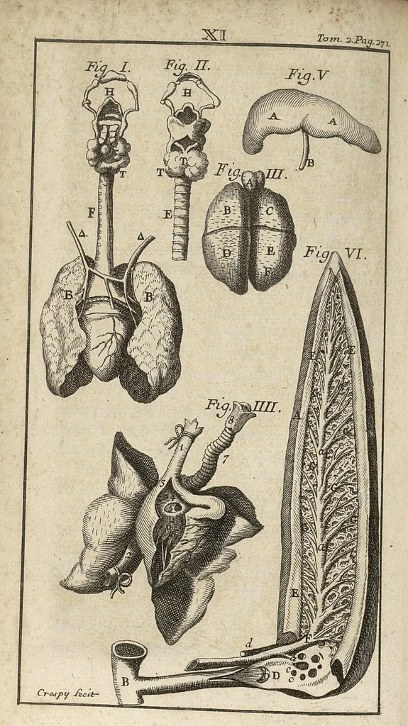 An illustration from Le Tresor de la medecine contenant l'Anatomie ou division des parties du corps humain, les maladies ausquelles elles sont sujettes, le regime de vivre...tome second, 1697, leaf 289