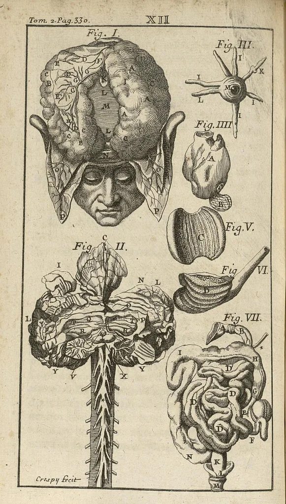 An illustration from Le Tresor de la medecine contenant l'Anatomie ou division des parties du corps humain, les maladies ausquelles elles sont sujettes, le regime de vivre...tome second, 1697, leaf 349
