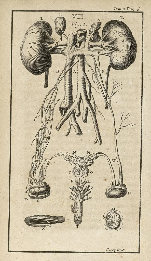 An illustration from Le Tresor de la medecine contenant l'Anatomie ou division des parties du corps humain, les maladies ausquelles elles sont sujettes, le regime de vivre...tome second, 1697, leaf 9