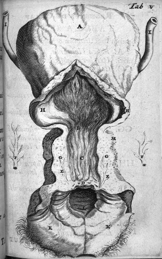 An illustration from Regneri de Graaf De mulierum organis generationi inservientibus tractatus novus : demonstrans tam homines & animalia caetera omnia, quae vivipara dicuntur, haud minus quàm ovipara ab ovo originem ducere : ad Cosmum III, magnum Etruriae ducem, 1672, leaf 101