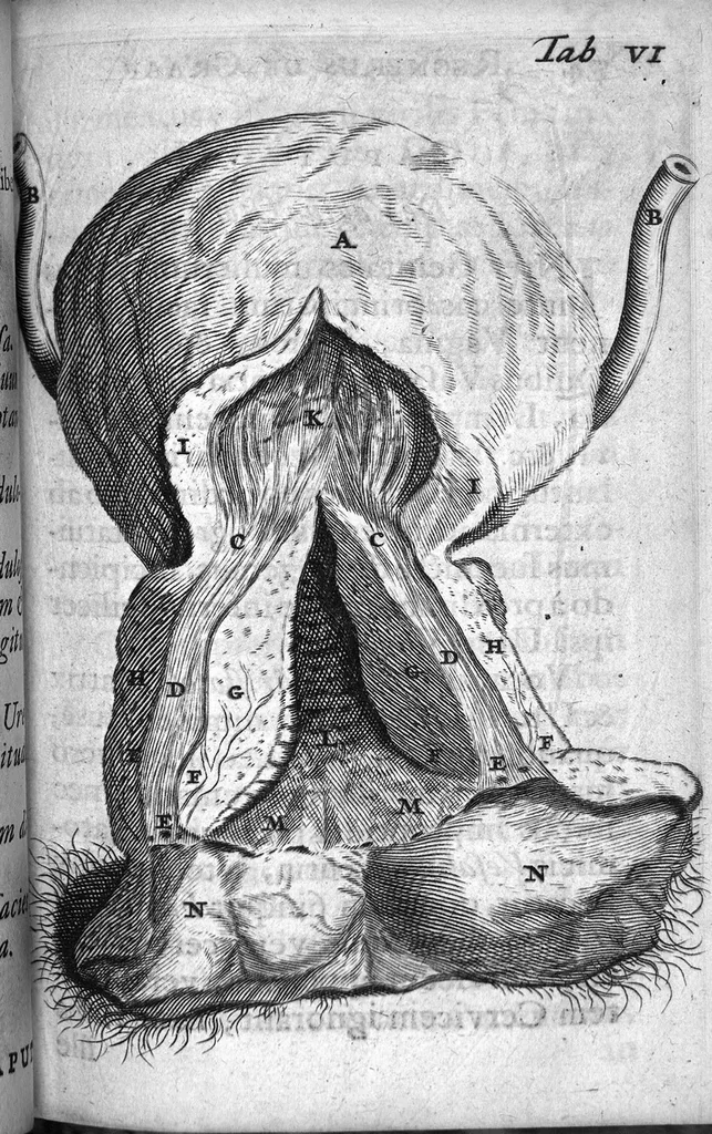 An illustration from Regneri de Graaf De mulierum organis generationi inservientibus tractatus novus : demonstrans tam homines & animalia caetera omnia, quae vivipara dicuntur, haud minus quàm ovipara ab ovo originem ducere : ad Cosmum III, magnum Etruriae ducem, 1672, leaf 103