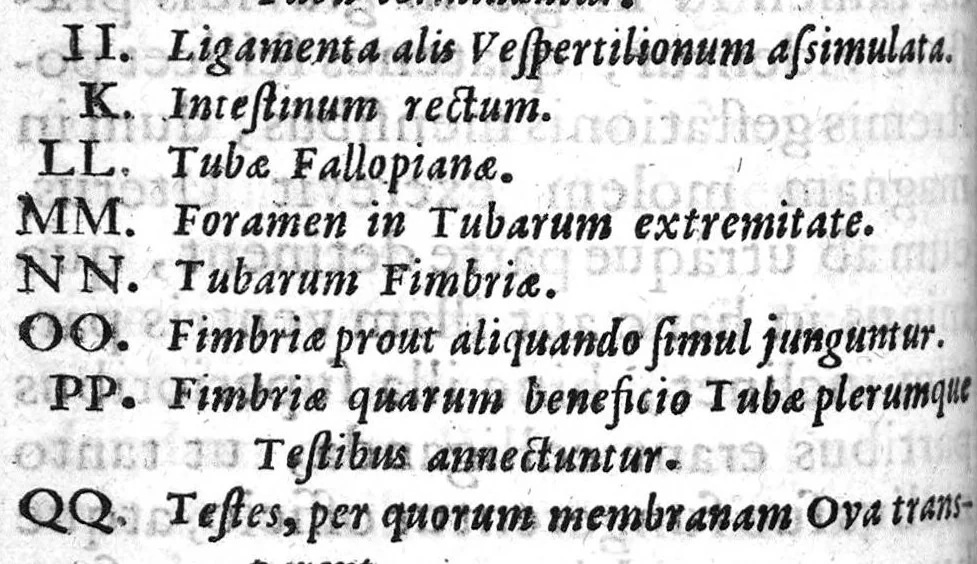 An illustration from Regneri de Graaf De mulierum organis generationi inservientibus tractatus novus : demonstrans tam homines & animalia caetera omnia, quae vivipara dicuntur, haud minus quàm ovipara ab ovo originem ducere : ad Cosmum III, magnum Etruriae ducem, 1672, leaf 188