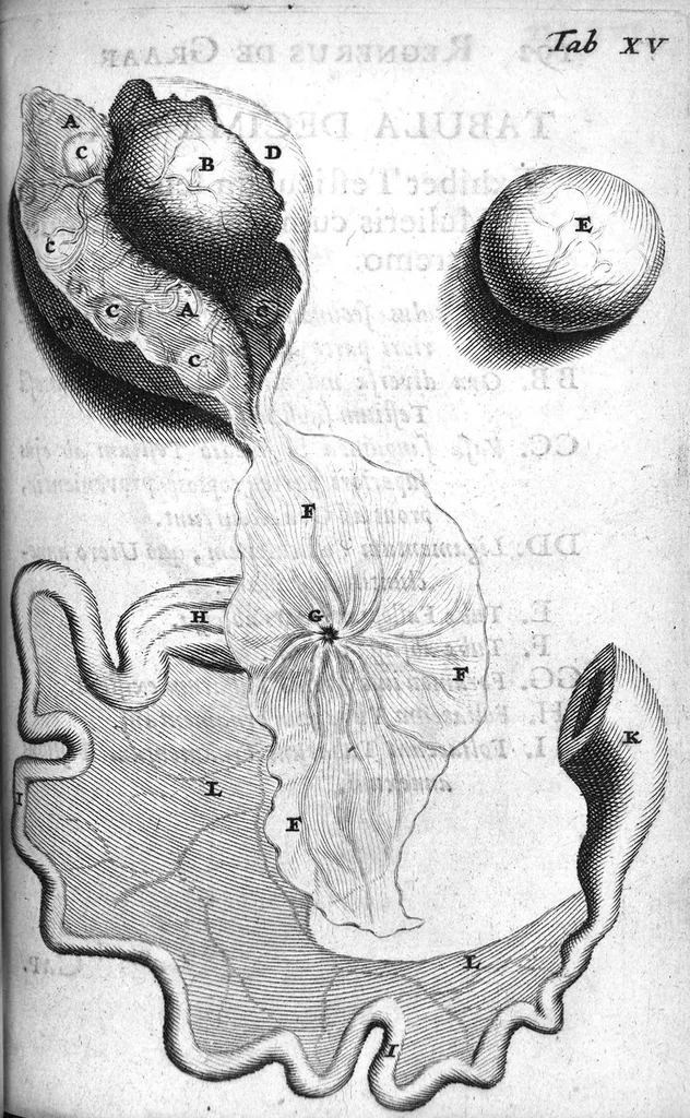 An illustration from Regneri de Graaf De mulierum organis generationi inservientibus tractatus novus : demonstrans tam homines & animalia caetera omnia, quae vivipara dicuntur, haud minus quàm ovipara ab ovo originem ducere : ad Cosmum III, magnum Etruriae ducem, 1672, leaf 231