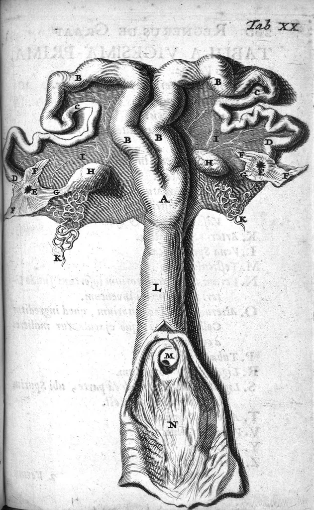An illustration from Regneri de Graaf De mulierum organis generationi inservientibus tractatus novus : demonstrans tam homines & animalia caetera omnia, quae vivipara dicuntur, haud minus quàm ovipara ab ovo originem ducere : ad Cosmum III, magnum Etruriae ducem, 1672, leaf 299