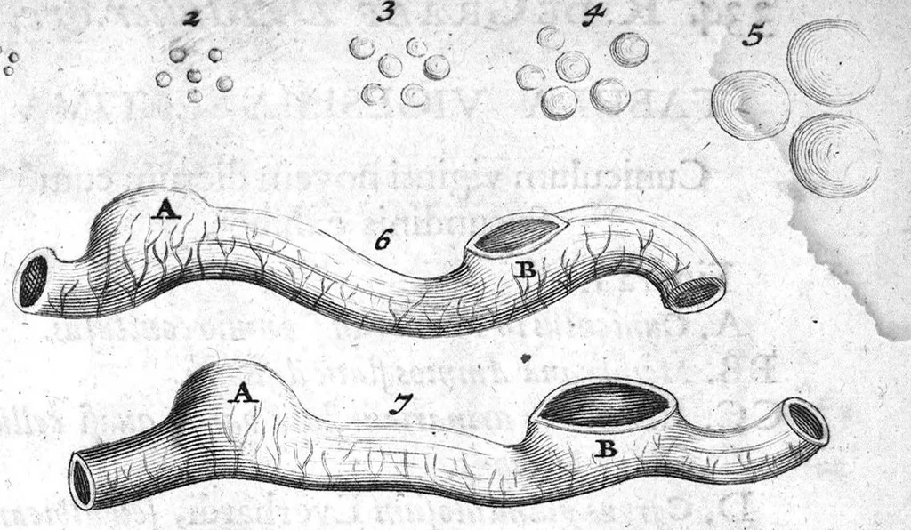 An illustration from Regneri de Graaf De mulierum organis generationi inservientibus tractatus novus : demonstrans tam homines & animalia caetera omnia, quae vivipara dicuntur, haud minus quàm ovipara ab ovo originem ducere : ad Cosmum III, magnum Etruriae ducem, 1672, leaf 377