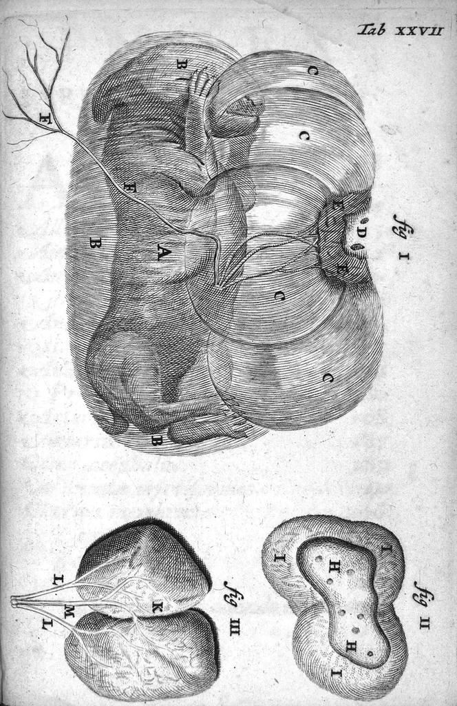 An illustration from Regneri de Graaf De mulierum organis generationi inservientibus tractatus novus : demonstrans tam homines & animalia caetera omnia, quae vivipara dicuntur, haud minus quàm ovipara ab ovo originem ducere : ad Cosmum III, magnum Etruriae ducem, 1672, leaf 379