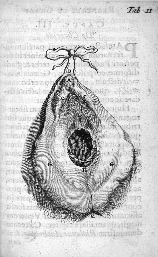 An illustration from Regneri de Graaf De mulierum organis generationi inservientibus tractatus novus : demonstrans tam homines & animalia caetera omnia, quae vivipara dicuntur, haud minus quàm ovipara ab ovo originem ducere : ad Cosmum III, magnum Etruriae ducem, 1672, leaf 43
