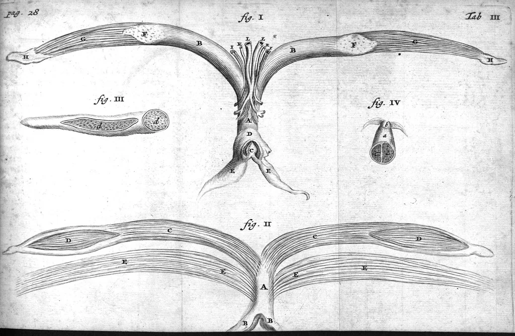 An illustration from Regneri de Graaf De mulierum organis generationi inservientibus tractatus novus : demonstrans tam homines & animalia caetera omnia, quae vivipara dicuntur, haud minus quàm ovipara ab ovo originem ducere : ad Cosmum III, magnum Etruriae ducem, 1672, leaf 57