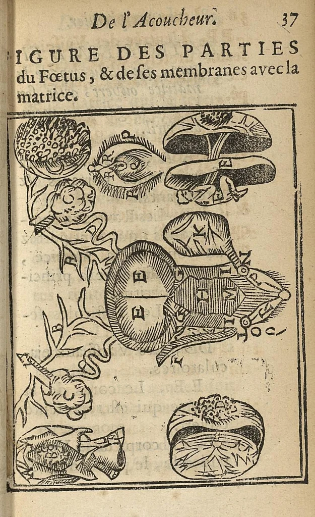 An illustration from L'accoucheur methodique, qui enseigne la maniere d'operer dans tous les accouchements naturels et artificiels..., 1676, leaf 66