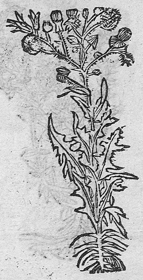 An illustration from Tesauro di Evonomo Filatro de rimedii secreti. Lib. fisico e medicinale, ..., 1588, leaf 42