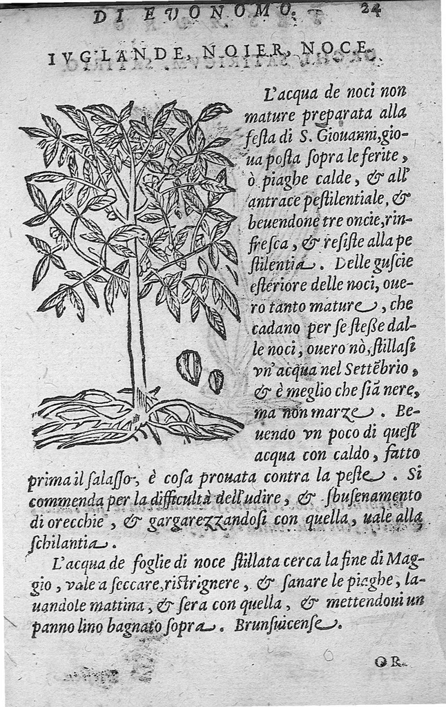 An illustration from Tesauro di Evonomo Filatro de rimedii secreti. Lib. fisico e medicinale, ..., 1588, leaf 46