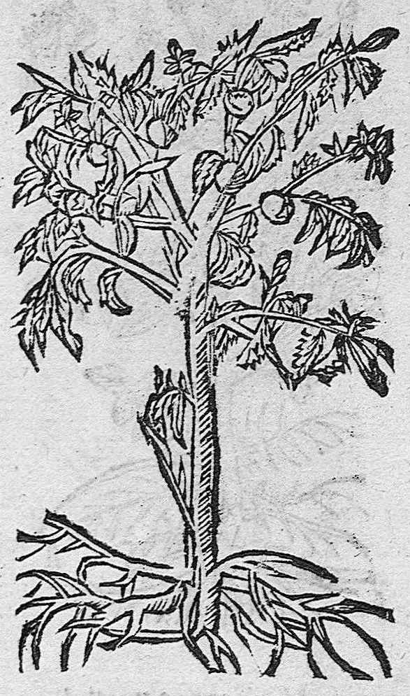 An illustration from Tesauro di Evonomo Filatro de rimedii secreti. Lib. fisico e medicinale, ..., 1588, leaf 48
