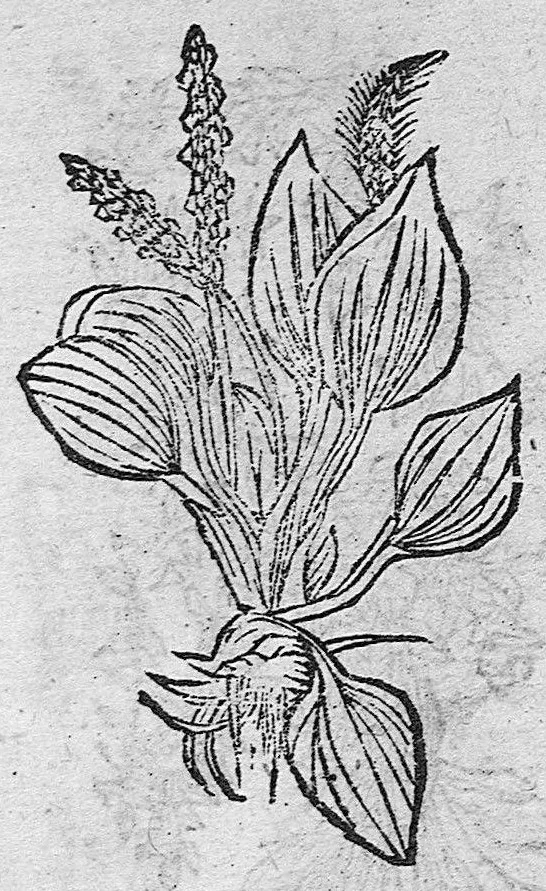 An illustration from Tesauro di Evonomo Filatro de rimedii secreti. Lib. fisico e medicinale, ..., 1588, leaf 50