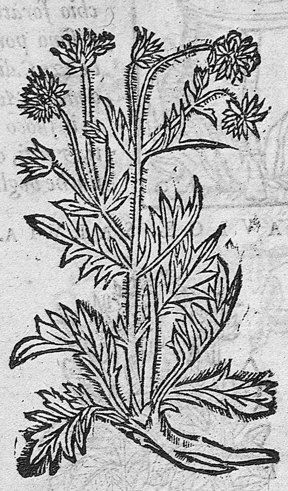 An illustration from Tesauro di Evonomo Filatro de rimedii secreti. Lib. fisico e medicinale, ..., 1588, leaf 59