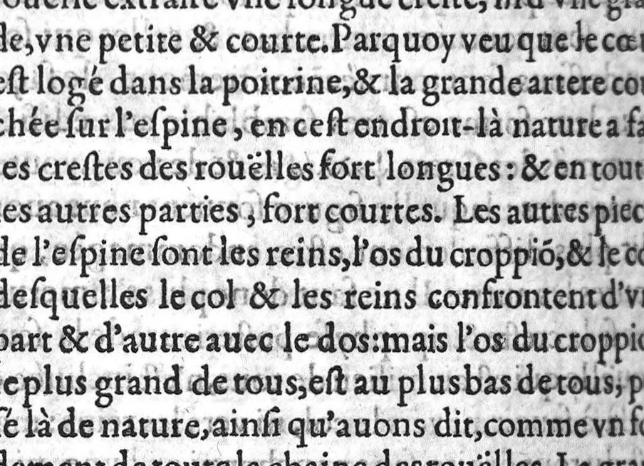 An illustration from De l’usage des parties du corps humain, Livres XVII. Escripts par Claude Galien, et traduicts fidellement du Grec en François, 1566, leaf 761