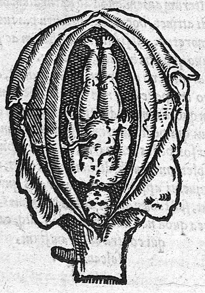 An illustration from De partu hominis, 1556, leaf 16