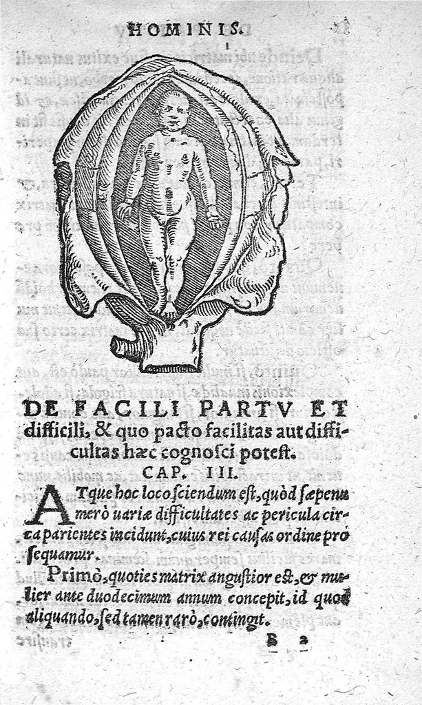 An illustration from De partu hominis, 1556, leaf 18