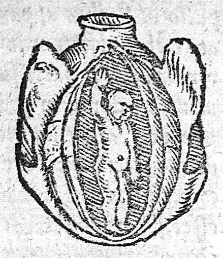 An illustration from De partu hominis, 1556, leaf 36