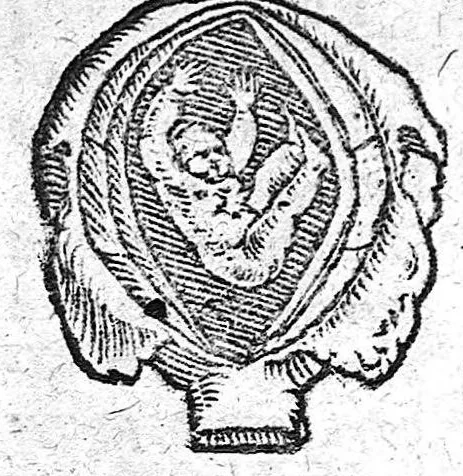 An illustration from De partu hominis, 1556, leaf 37