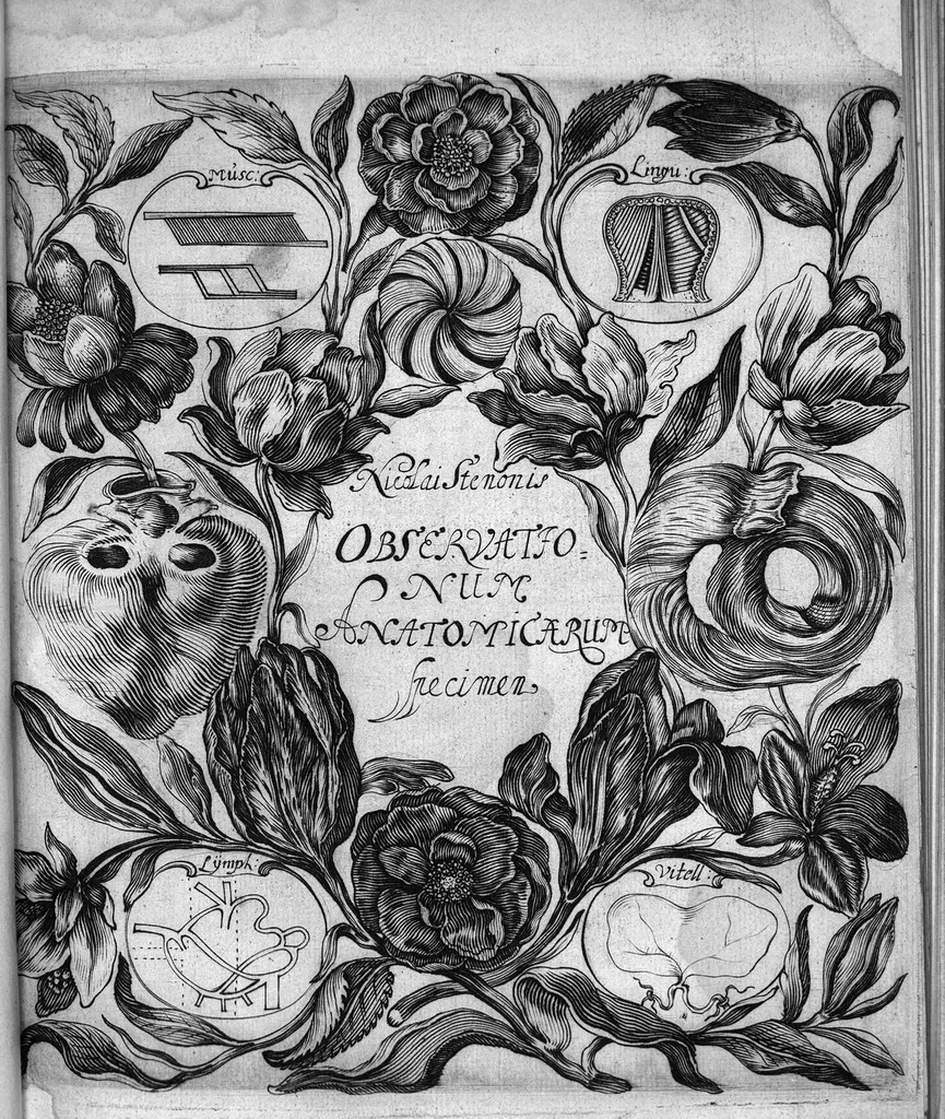 An illustration from Nicolai Stenonis de Musculis et glandulis observationum specimen, cum epistolis duabus anatomicis, 1664, leaf 0