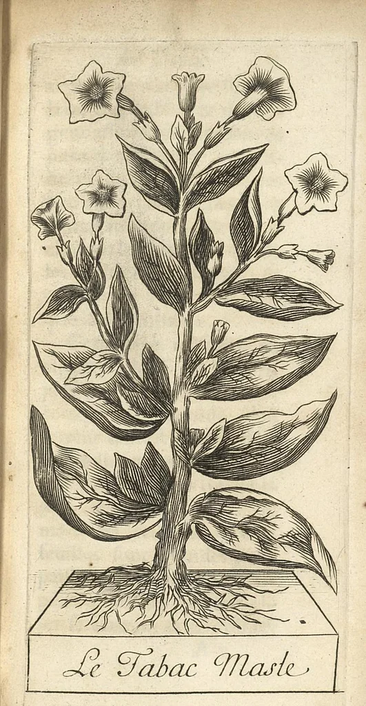 An illustration from Histoire du tabac ou il est traité particulierement du tabac en poudre, 1677, leaf 48