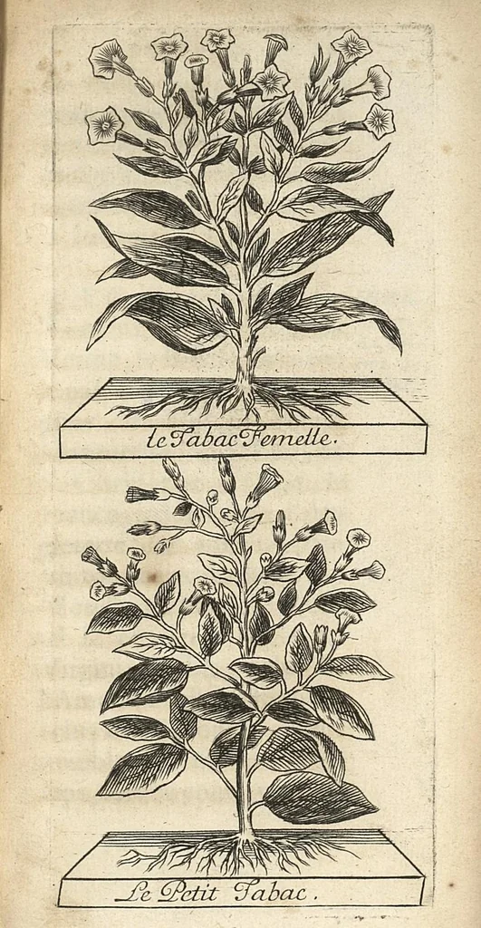 An illustration from Histoire du tabac ou il est traité particulierement du tabac en poudre, 1677, leaf 54