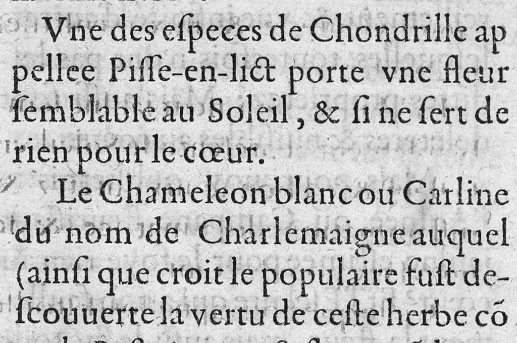 An illustration from Traicte sur la réfutation des abus mis en avant par Roc le Baillif, surnommé La Riviere, sur l'art signé et physiognomonie herbaire. Par lequel est monstré, combien est grande l’erreur qu’il introduict à la cognoissance des Plantes, et de leurs facultez. Auquel est adjousté un petit extraict de ce qu’on trouve de la vie de Paracelse. Par Marc Antoyne Prebonneaux Limosin,, 1579, leaf 54