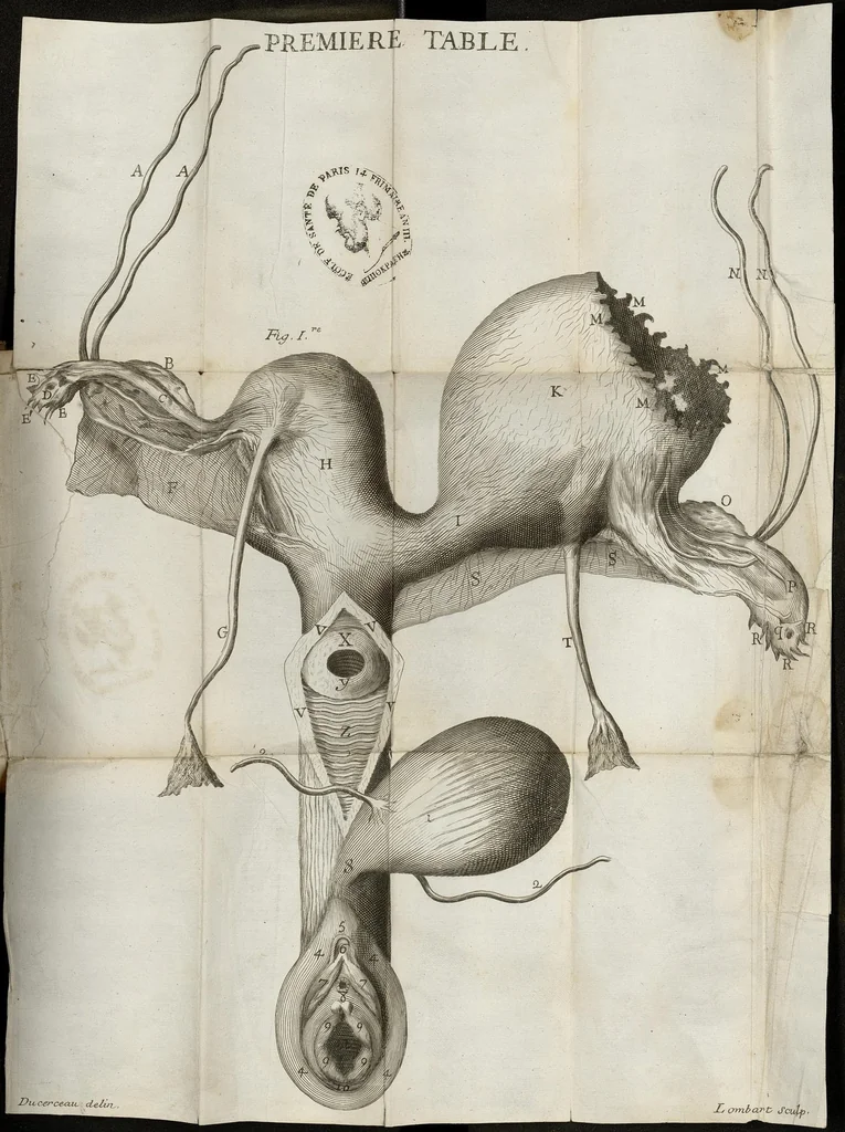 An illustration from Histoire anatomique d'une matrice extraordinaire, 1683, leaf 35