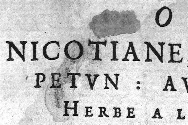 An illustration from Traicté du tabac, ou nicotiane, panacee, petun : autrement herbe a la Reyne...., 1626, leaf 0