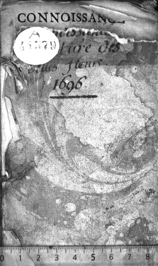 An illustration from Connoissance et culture parfaite des belles fleurs. Des Tulipes rares, des anémones extraordinaires, des oeillets fins et des belles oreilles d'ours panachées, 1696, leaf 0