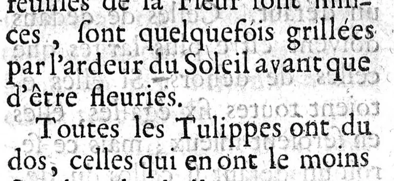 An illustration from Connoissance et culture parfaite des belles fleurs. Des Tulipes rares, des anémones extraordinaires, des oeillets fins et des belles oreilles d'ours panachées, 1696, leaf 37