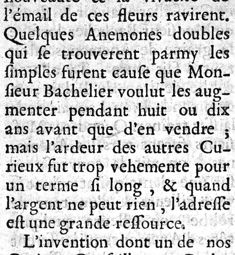 An illustration from Connoissance et culture parfaite des belles fleurs. Des Tulipes rares, des anémones extraordinaires, des oeillets fins et des belles oreilles d'ours panachées, 1696, leaf 78