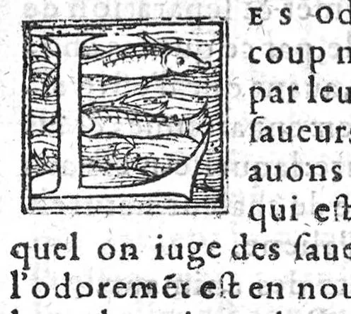 An illustration from Theophraste des Odeurs, mis de grec en nostre langue françoyse, avec annotations des lieux plus notables et difficiles avec l’histoire de quelques plantes. Par J. de L’Estrade,, 1556, leaf 74