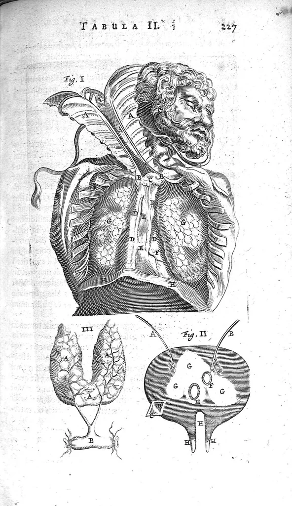 An illustration from Anatomia, ex Caspari Bartholini..., 1666, leaf 243