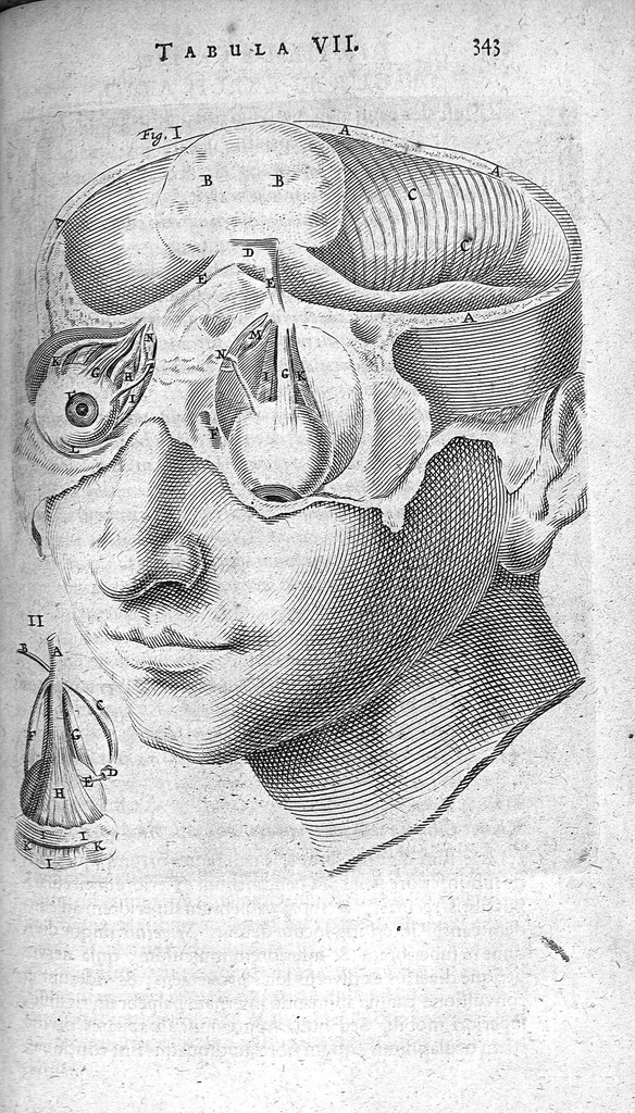 An illustration from Anatomia, ex Caspari Bartholini..., 1666, leaf 359