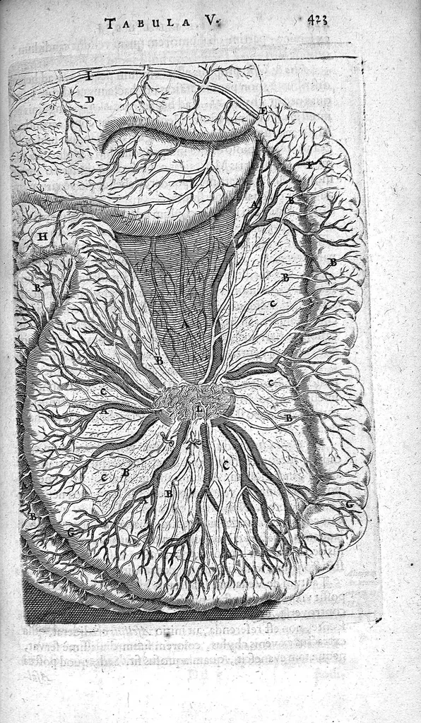 An illustration from Anatomia, ex Caspari Bartholini..., 1666, leaf 442