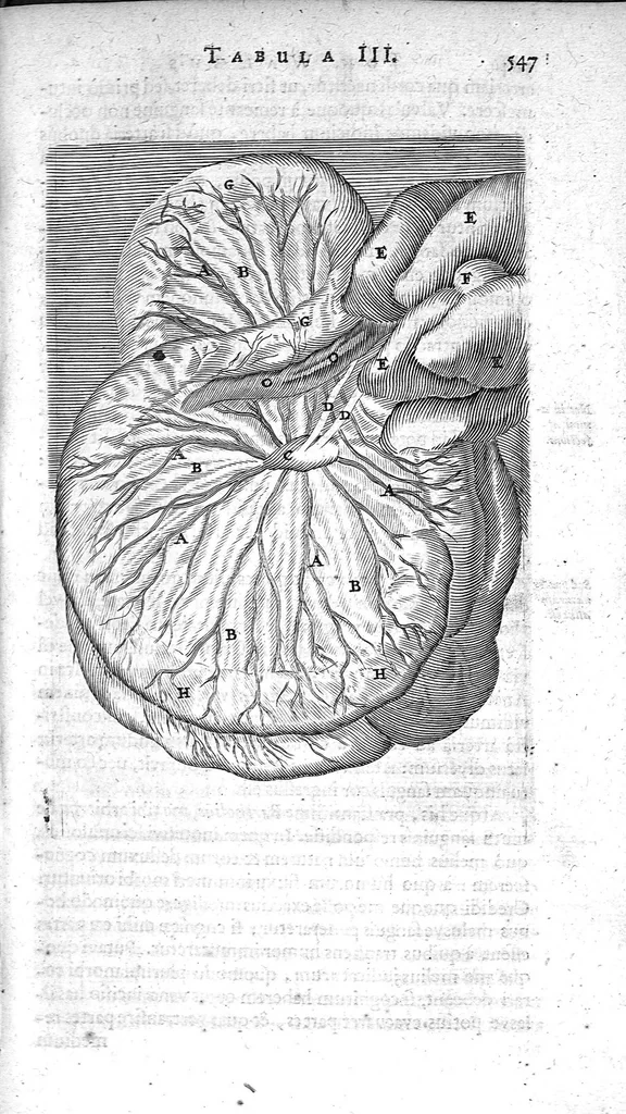 An illustration from Anatomia, ex Caspari Bartholini..., 1666, leaf 586