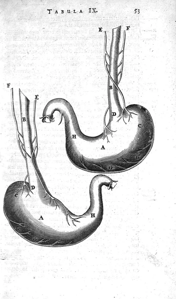 An illustration from Anatomia, ex Caspari Bartholini..., 1666, leaf 69
