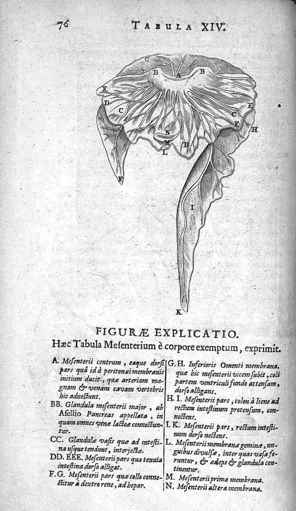 An illustration from Anatomia, ex Caspari Bartholini..., 1666, leaf 92