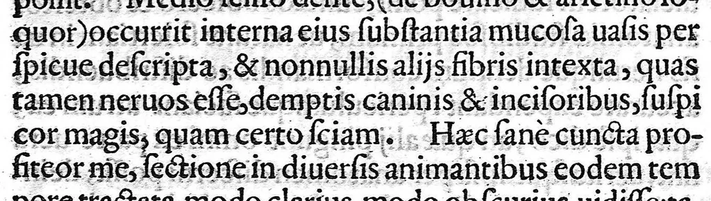 An illustration from Libellus de dentibus, 1563, leaf 70