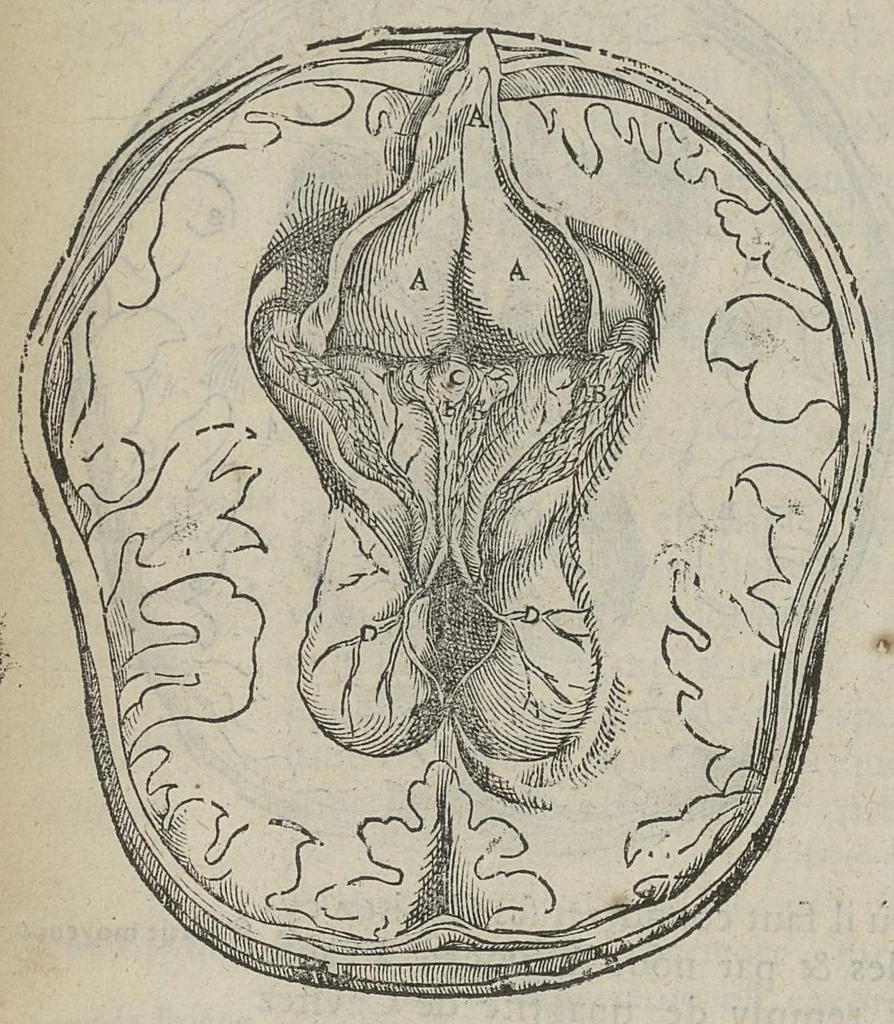 An illustration from L'Oeconomie chirurgicale, pour le restablissement des parties molles du corps humain. Contenant les principes de chirurgie, & un Traitté methodique de la garison de la peste, & de tous ses accidents, par le moyen d'un remede experimenté. Et nouvellement mis en lumiere..., 1671, leaf 285
