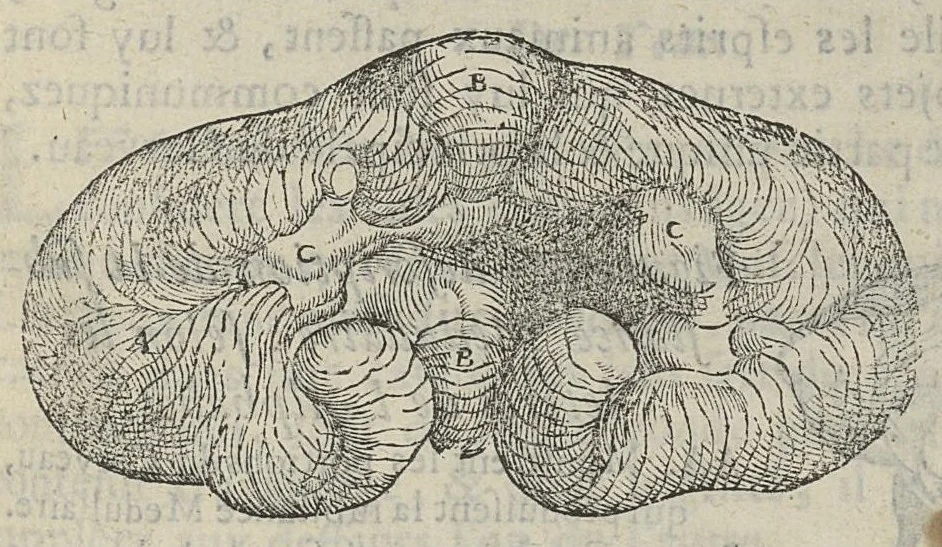 An illustration from L'Oeconomie chirurgicale, pour le restablissement des parties molles du corps humain. Contenant les principes de chirurgie, & un Traitté methodique de la garison de la peste, & de tous ses accidents, par le moyen d'un remede experimenté. Et nouvellement mis en lumiere..., 1671, leaf 288