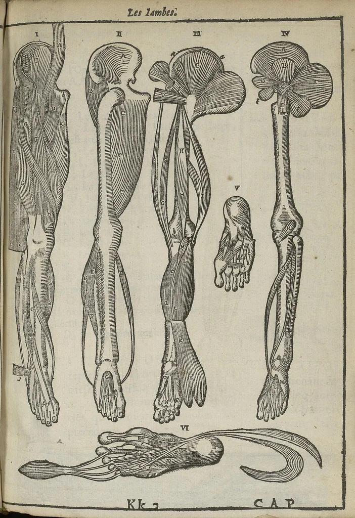An illustration from L'Oeconomie chirurgicale, pour le restablissement des parties molles du corps humain. Contenant les principes de chirurgie, & un Traitté methodique de la garison de la peste, & de tous ses accidents, par le moyen d'un remede experimenté. Et nouvellement mis en lumiere..., 1671, leaf 354