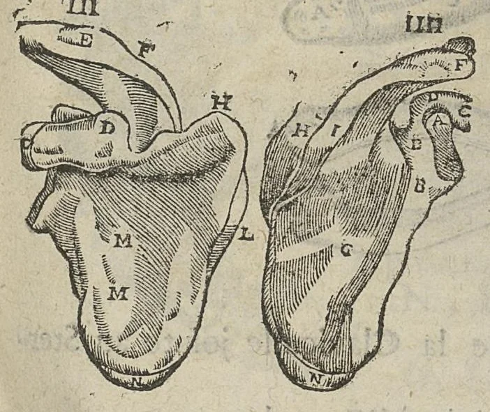 An illustration from L'Oeconomie chirurgicale, pour le restablissement des parties molles du corps humain. Contenant les principes de chirurgie, & un Traitté methodique de la garison de la peste, & de tous ses accidents, par le moyen d'un remede experimenté. Et nouvellement mis en lumiere..., 1671, leaf 460