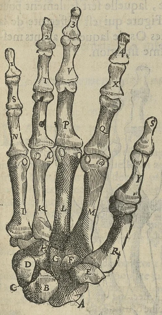 An illustration from L'Oeconomie chirurgicale, pour le restablissement des parties molles du corps humain. Contenant les principes de chirurgie, & un Traitté methodique de la garison de la peste, & de tous ses accidents, par le moyen d'un remede experimenté. Et nouvellement mis en lumiere..., 1671, leaf 486