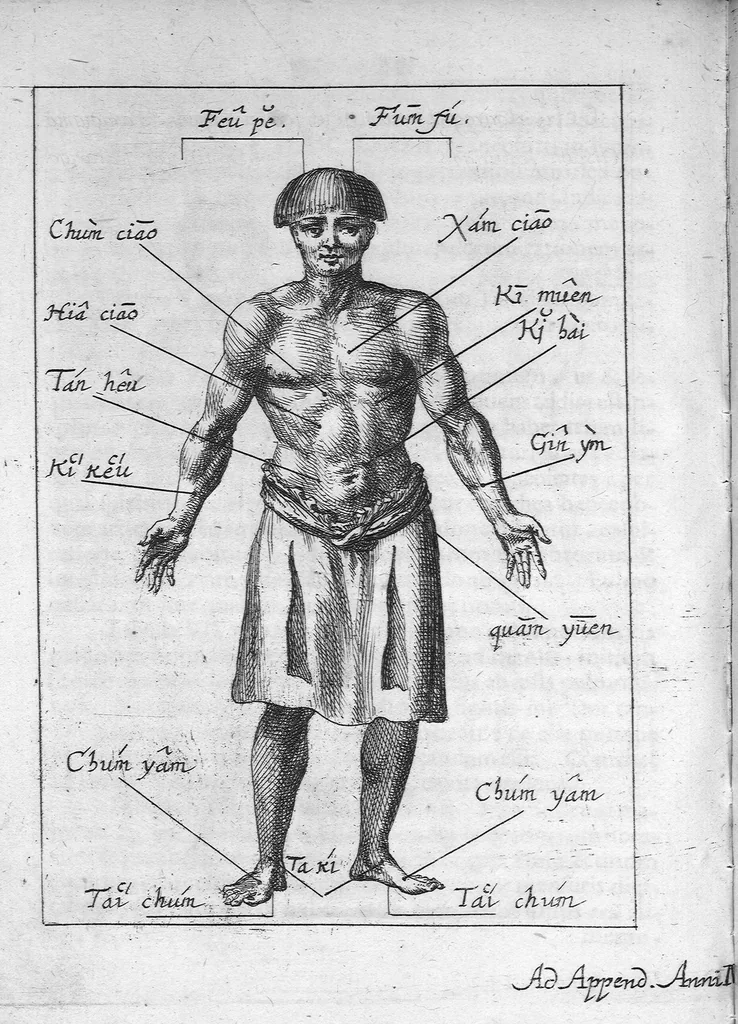 An illustration from Clavis medica ad Chinarum doctrinam de pulsibus, 1686, leaf 141