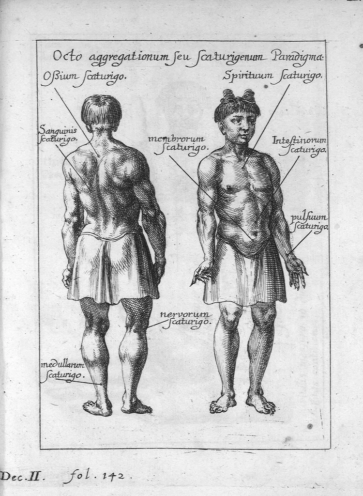 An illustration from Clavis medica ad Chinarum doctrinam de pulsibus, 1686, leaf 142