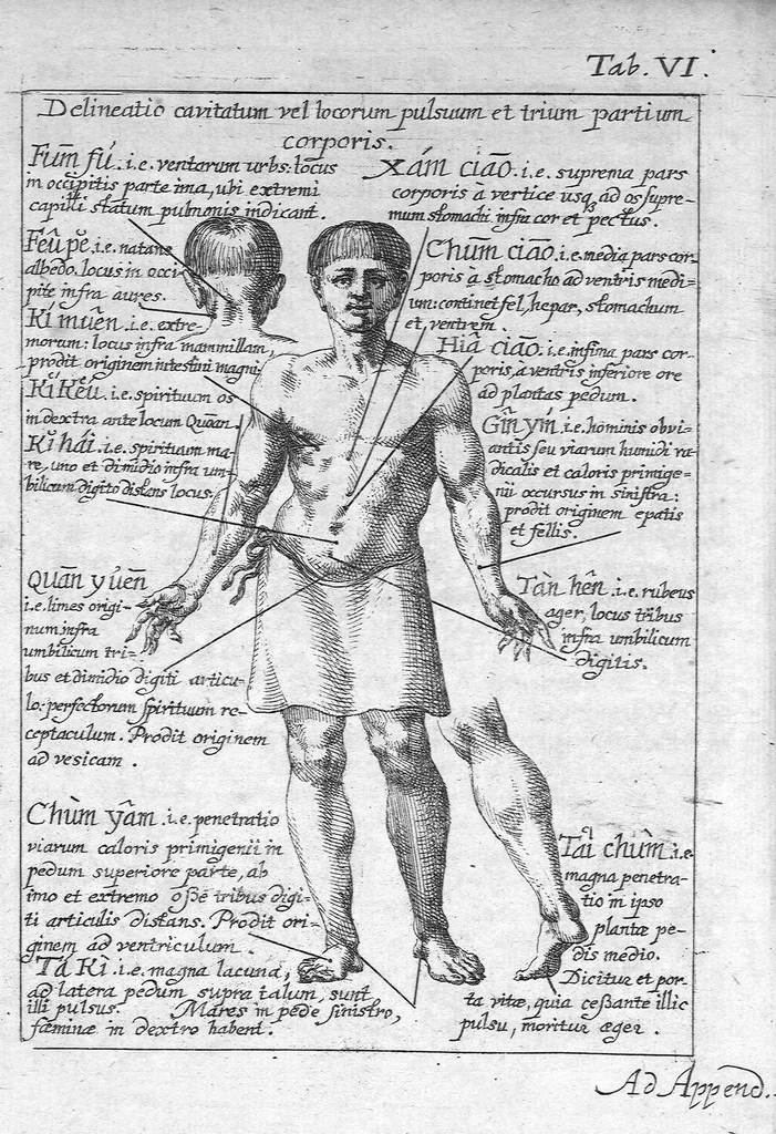 An illustration from Clavis medica ad Chinarum doctrinam de pulsibus, 1686, leaf 146